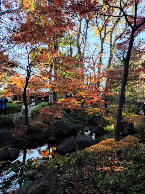 近所の公園を散歩しました