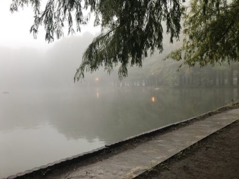 濃霧の別所沼公園