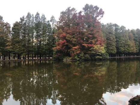 朝ウオーク別所沼公園