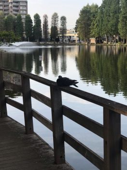 無理はいかん！