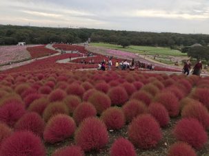 gotoトラベル噂のコキア見てきた