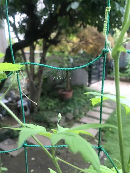 何の卵？？？