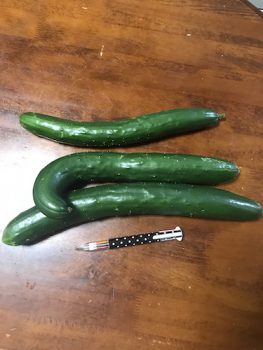 自家栽培野菜料理