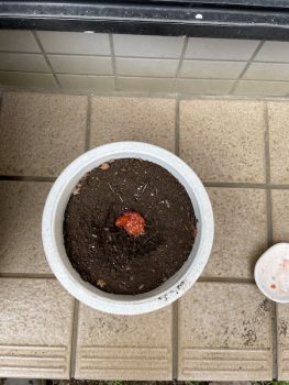 土曜日の色々