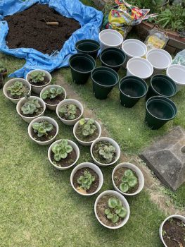 攻めの姿勢の夏・種からシクラメンの植え替え